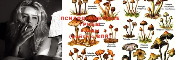 прущие грибы Нестеровская